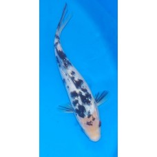 10 inch Bekko Female (SOLD)